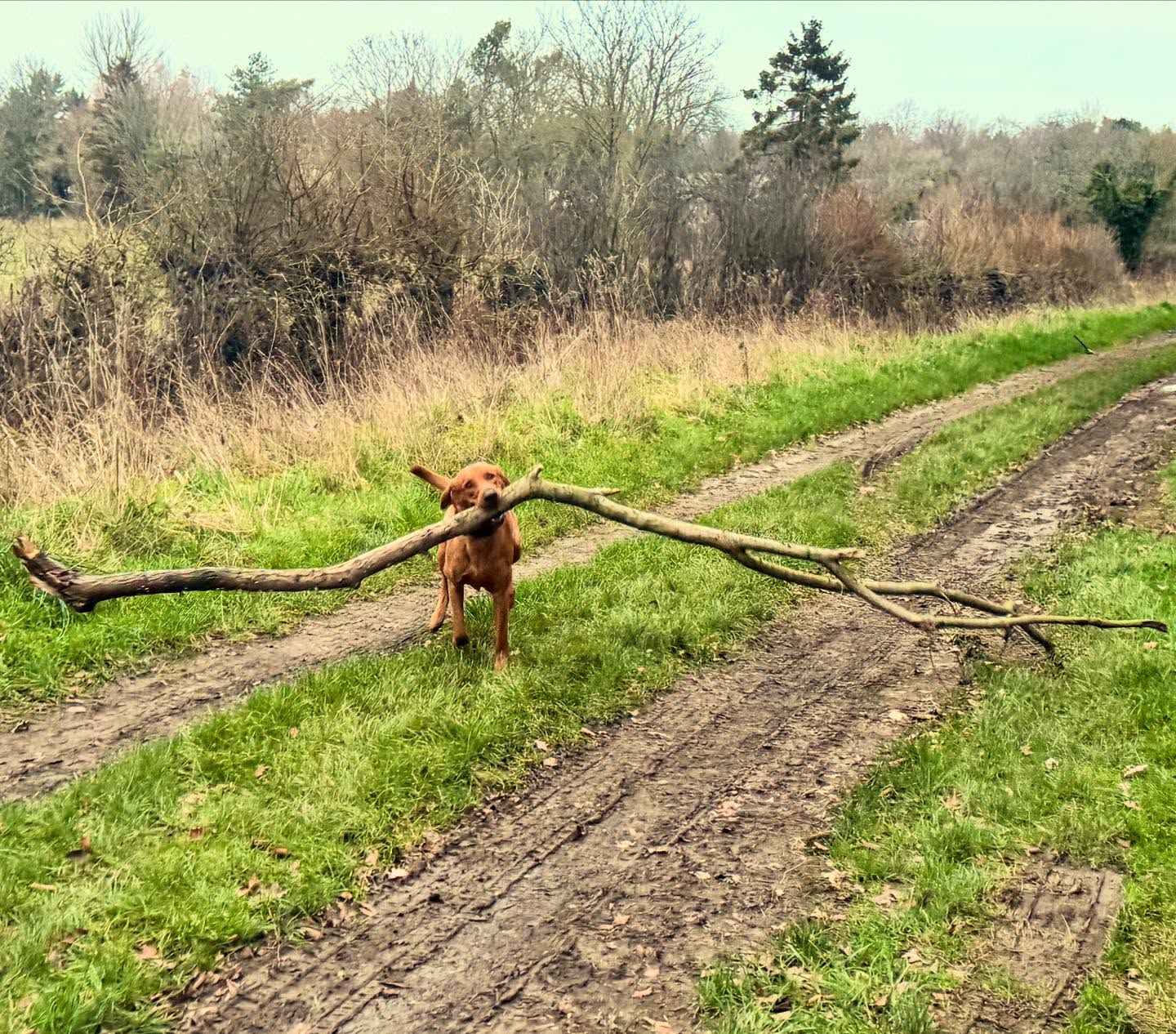A vizsla carrying a giant stick