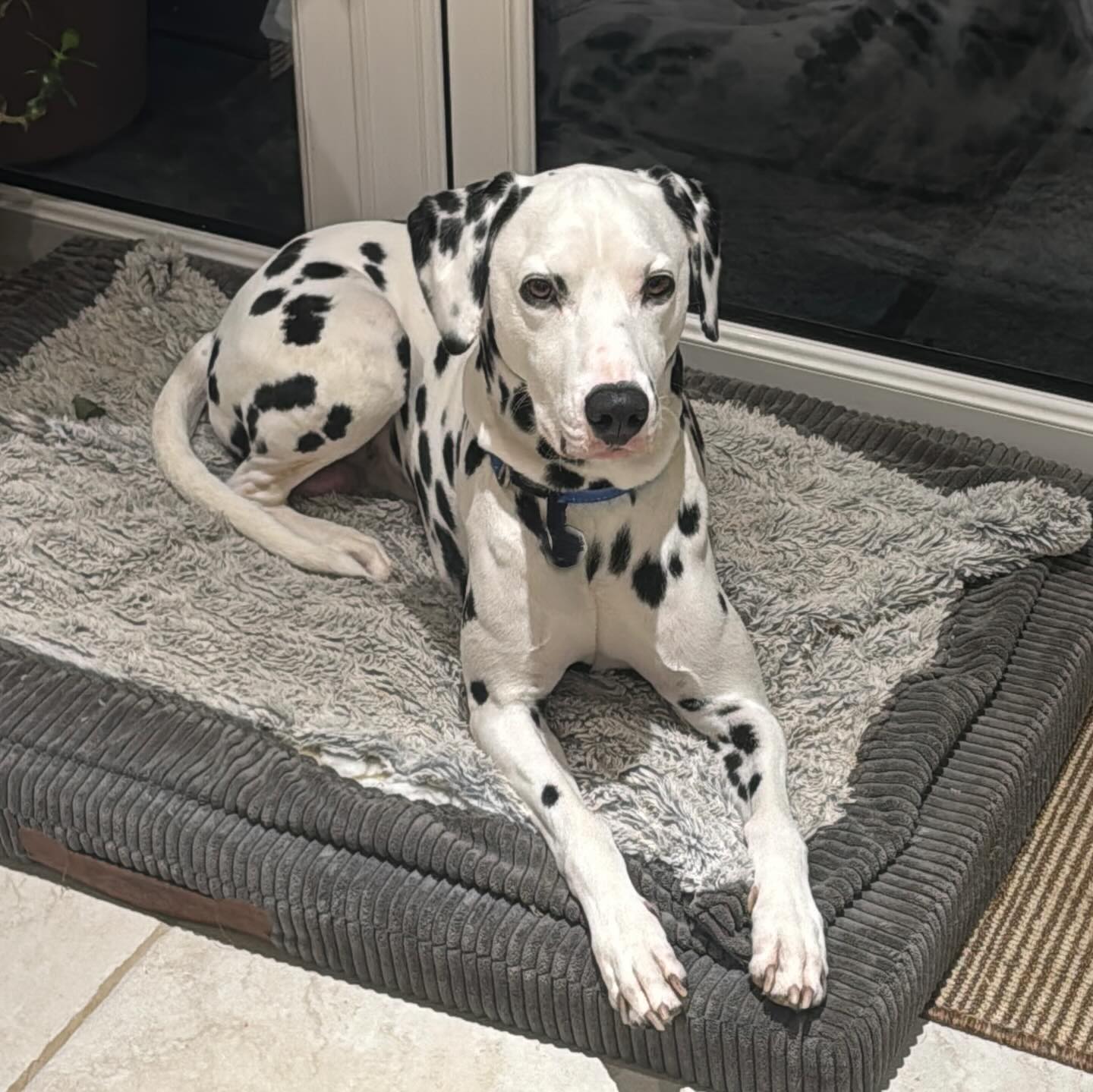A dalmatian curled up on a soft bed