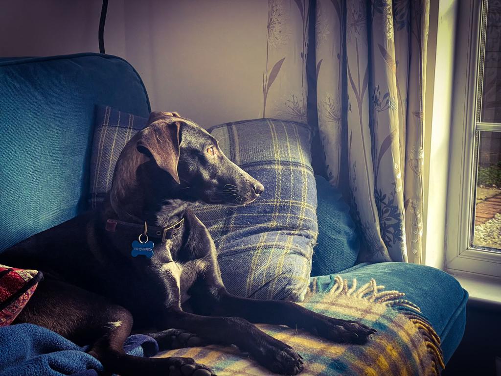 A black lurcher snoozing on the sofa in soft afternoon light — home from home